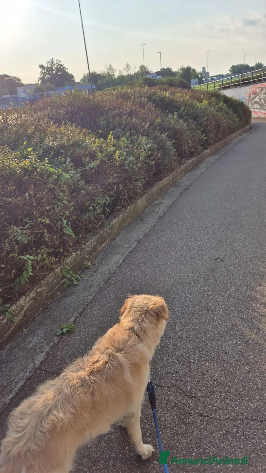 Meticcio cani in regalo: Cane buonissimo a Provincia di Cremona - Annuncio 7