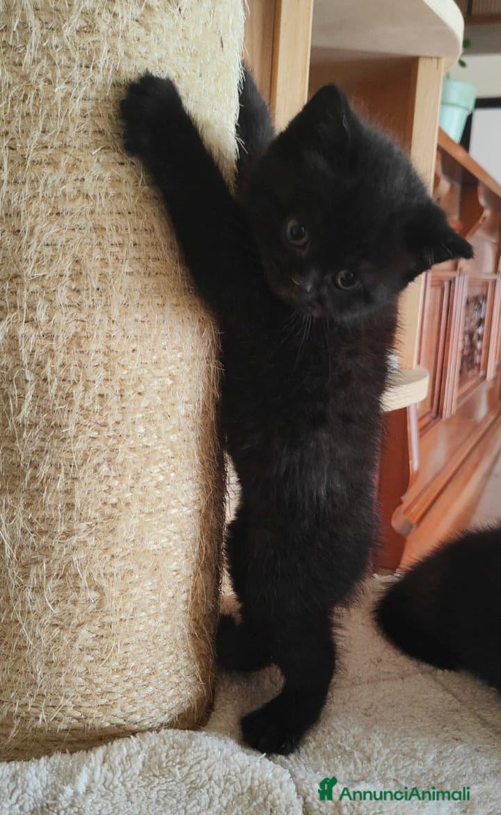 Scottish gatti Gattini Scottish Fold & Straight con Pedigree - Annuncio 2
