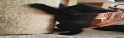 Scottish gatti in vendita: Gattini Scottish Fold & Straight con Pedigree - Annuncio 2