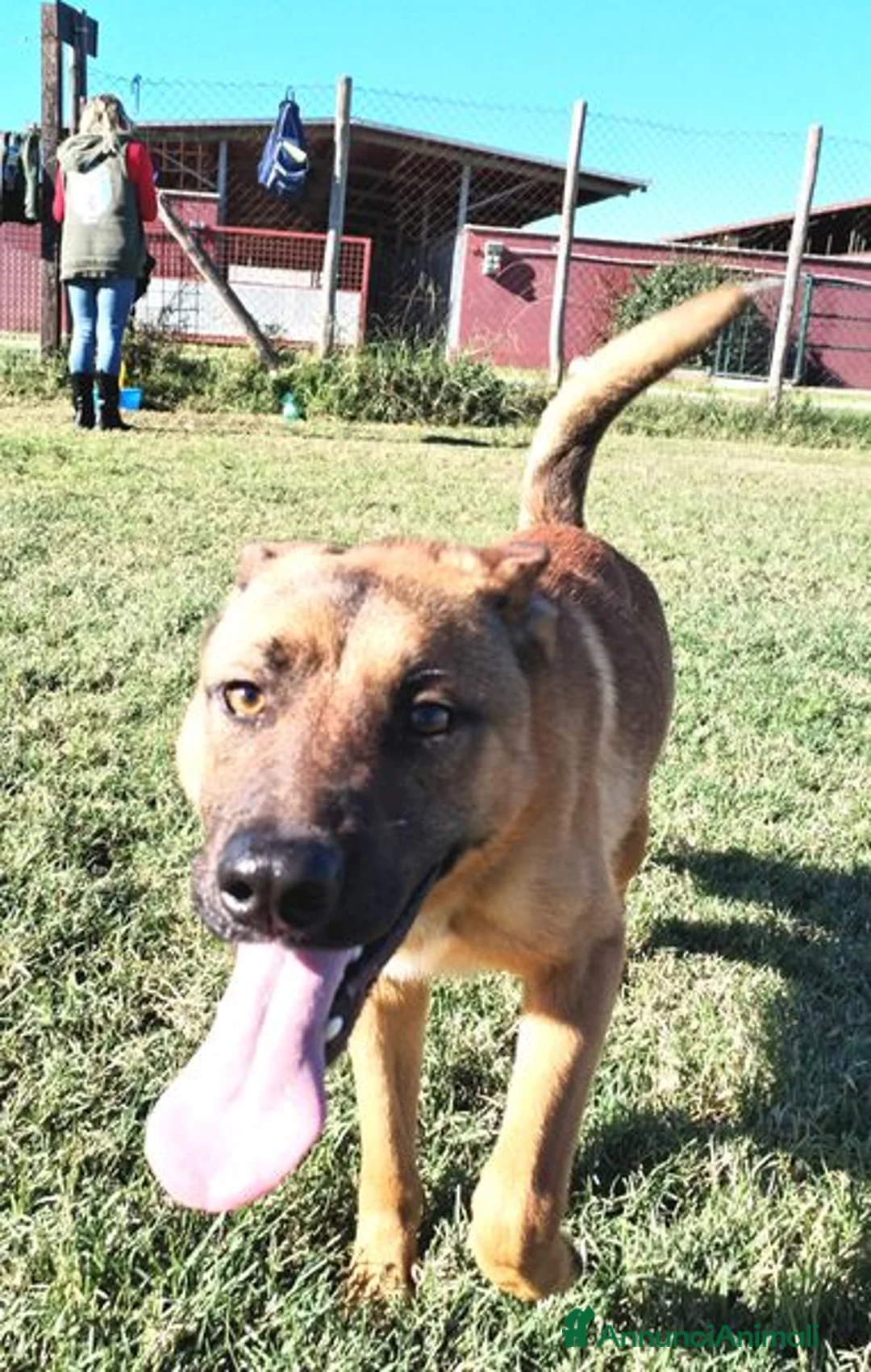 Meticcio cani in regalo: l allegra brigata lupetti di taglia media  a Provincia di Latina - Annuncio 2