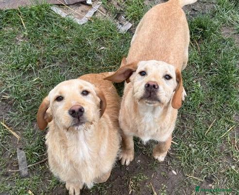 Labrador cani in regalo: KIRA e KALA, cucciolone mix LABRADOR! Dolcissime - Annuncio 10