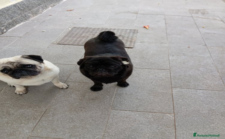 Carlino cani a Pavia - Annuncio 1
