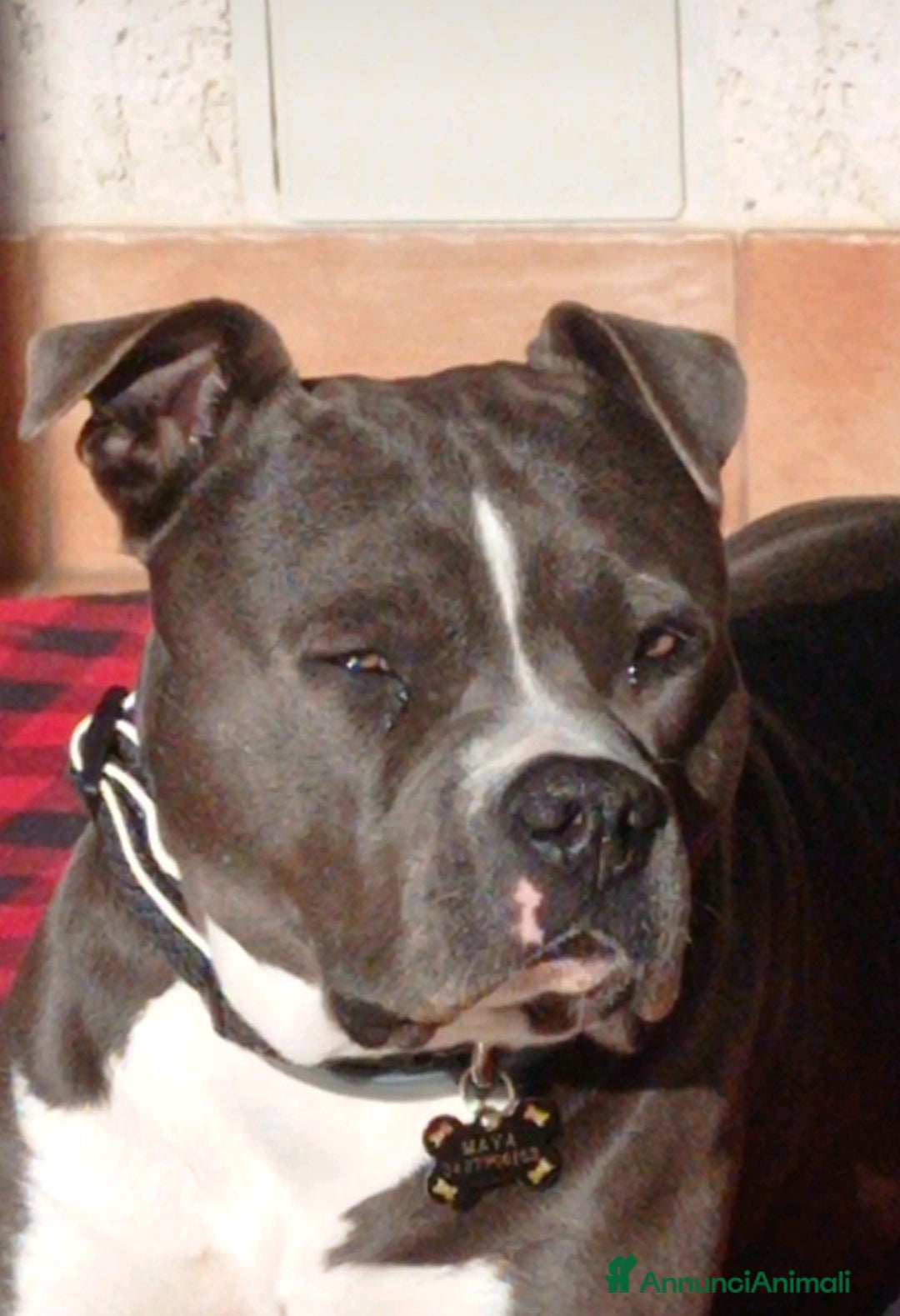 American Staffordshire cani in vendita: VENDESI CUCCIOLI DI AMSTAFF  a Città metropolitana di Roma Capitale - Immagine 7