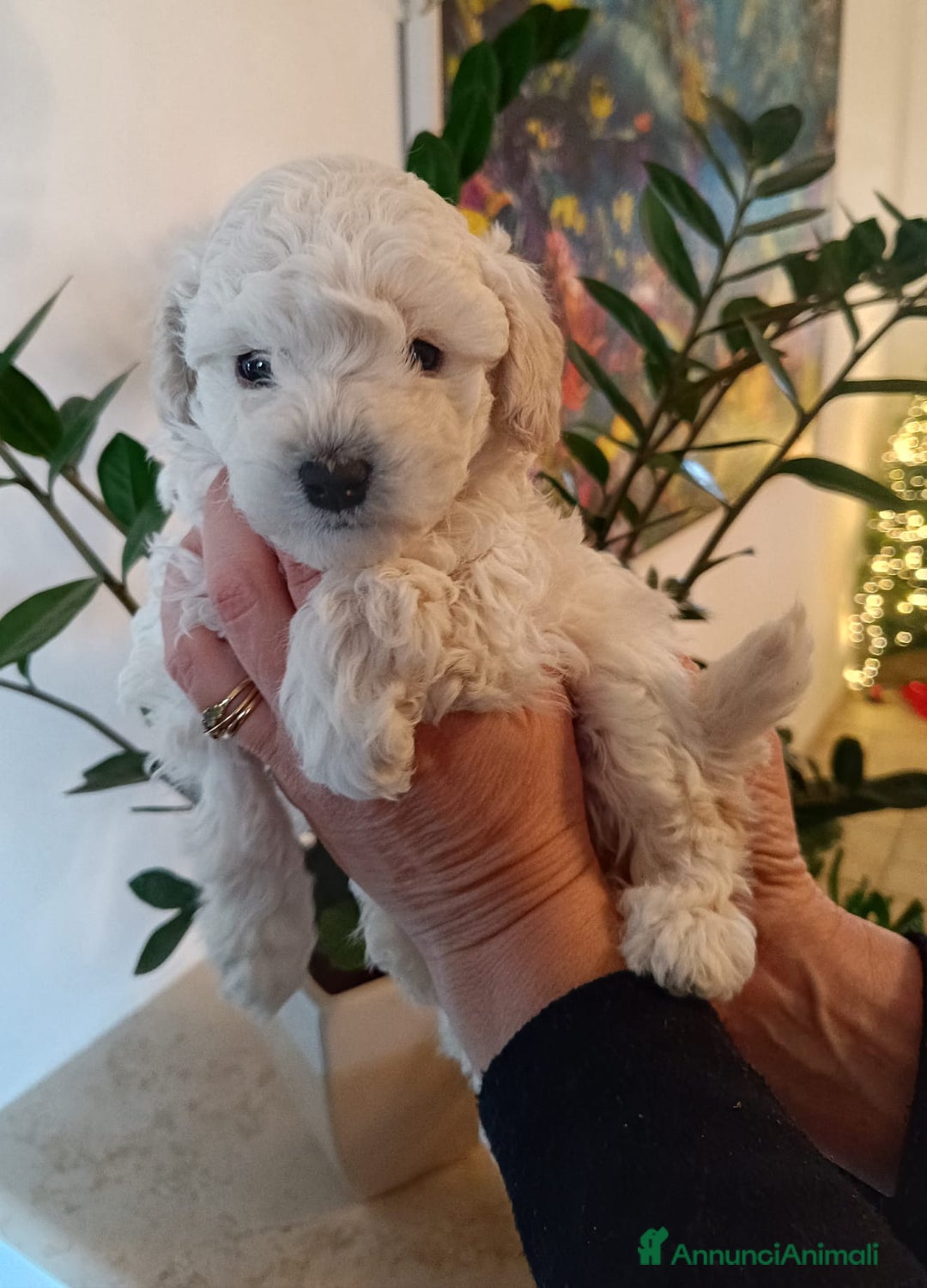 Barbone cani in vendita: Cucciola di barbone - Annuncio 3