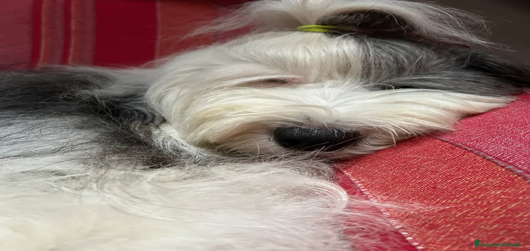 Immagine della galleria {{count}}