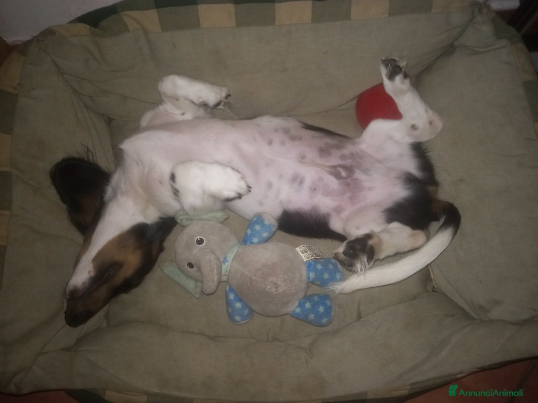 Bassotto cani per accoppiamento: Bassotto piebadl p lungo - Annuncio 5