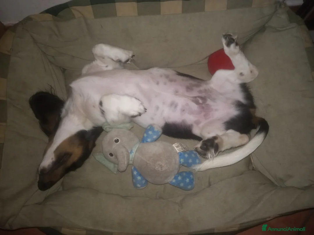 Bassotto cani per accoppiamento: Bassotto piebadl p lungo - Annuncio 5