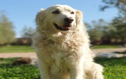 Pastore Maremmano cani in regalo: BIANCA una meraviglia soffice e bianca a Pomezia - Immagine 4