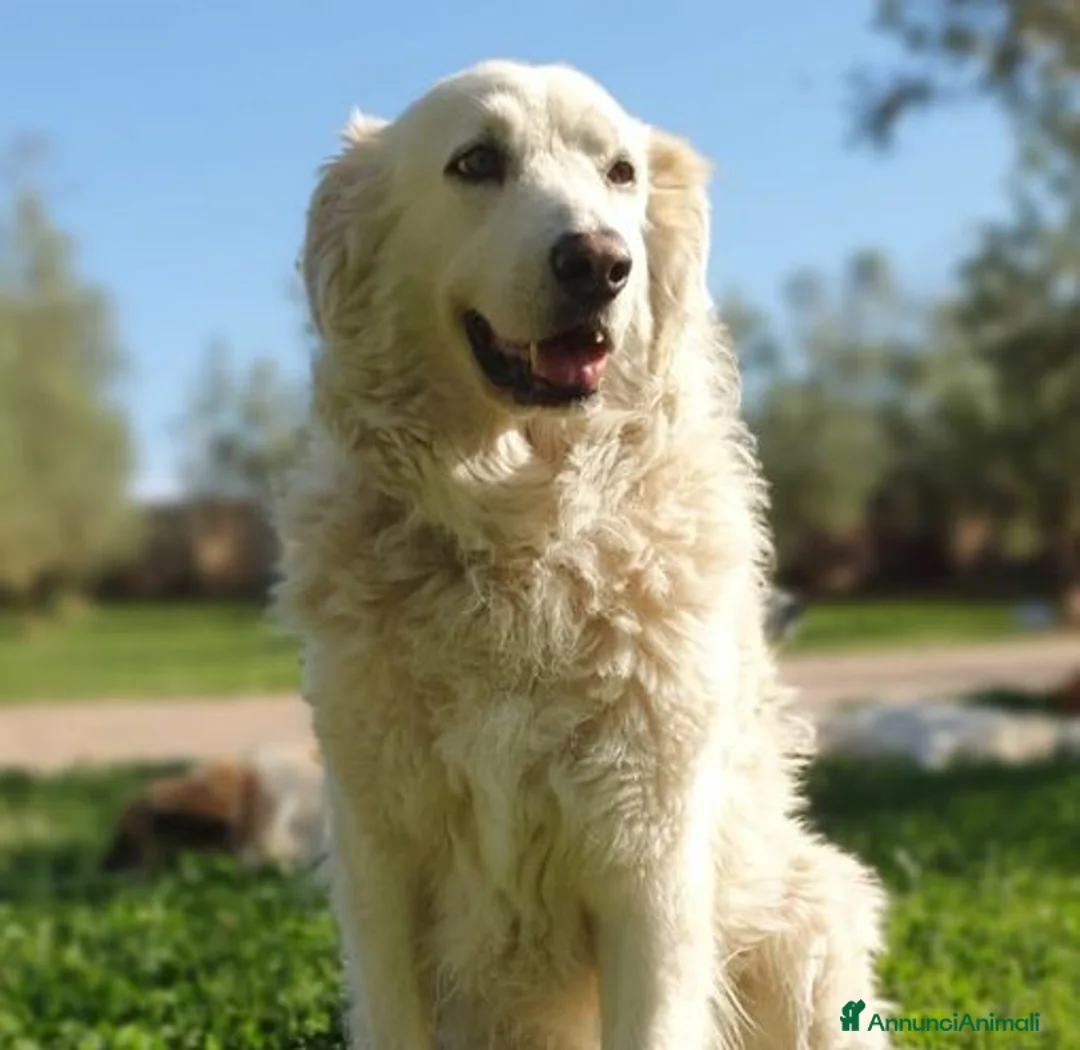 Pastore Maremmano cani in regalo: BIANCA una meraviglia soffice e bianca a Pomezia - Annuncio 4