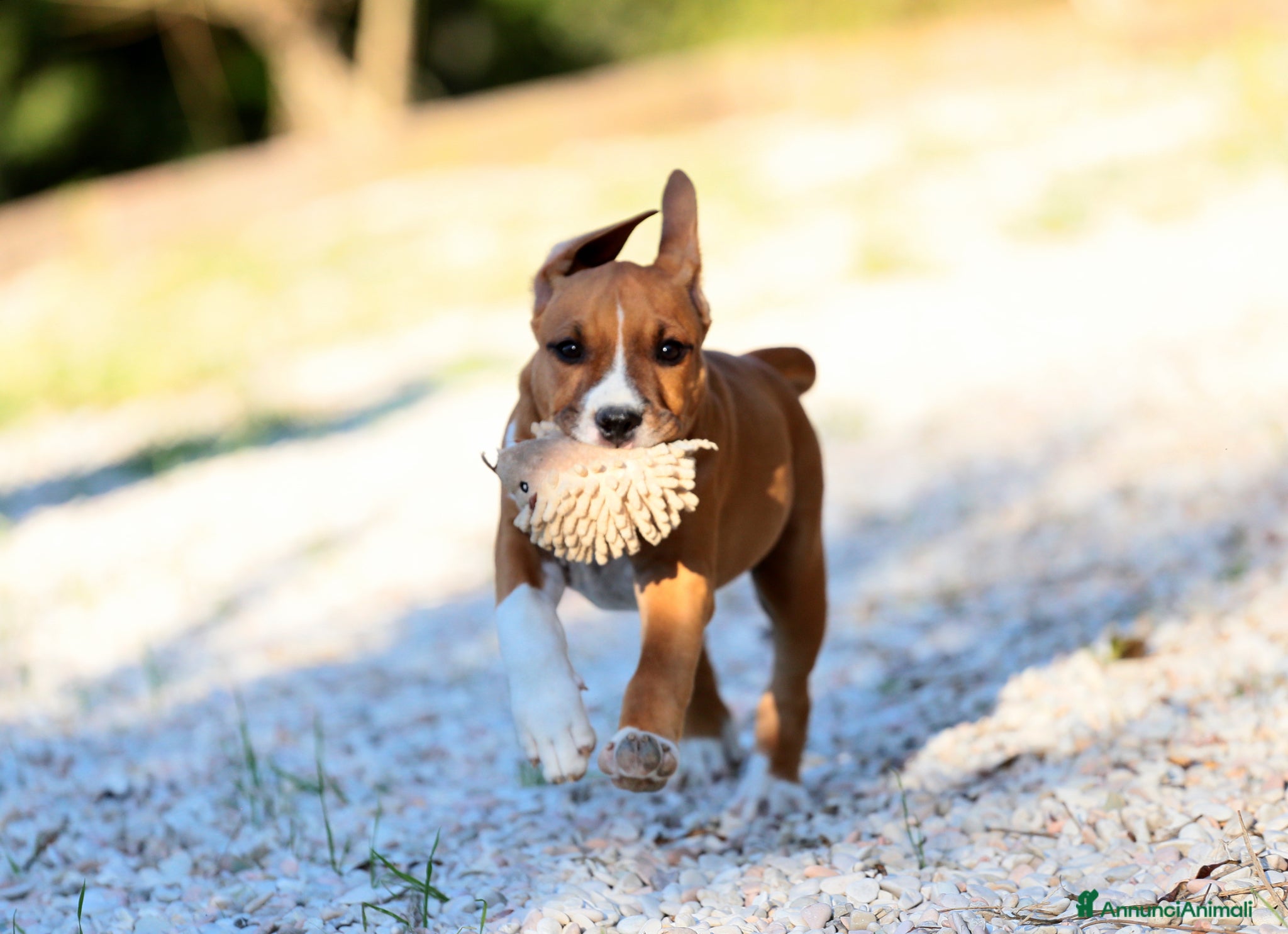 American Staffordshire cani in regalo: Maschio cucciolo cerca una casa affidabile. - Annuncio 1