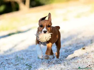 American Staffordshire cani Maschio cucciolo cerca una casa affidabile. - Annuncio 7