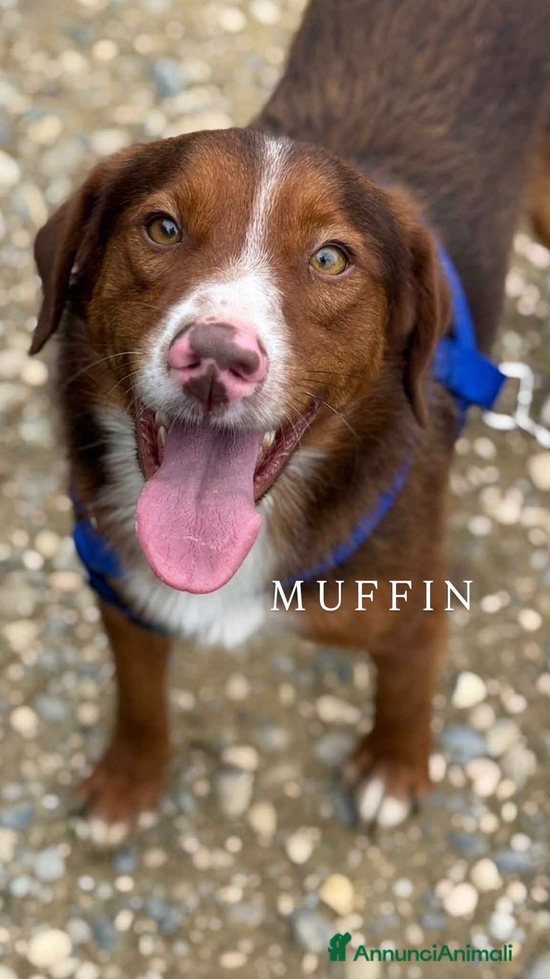 Meticcio cani in regalo: MUFFIN, il più dolce di tutti!! - Annuncio 5