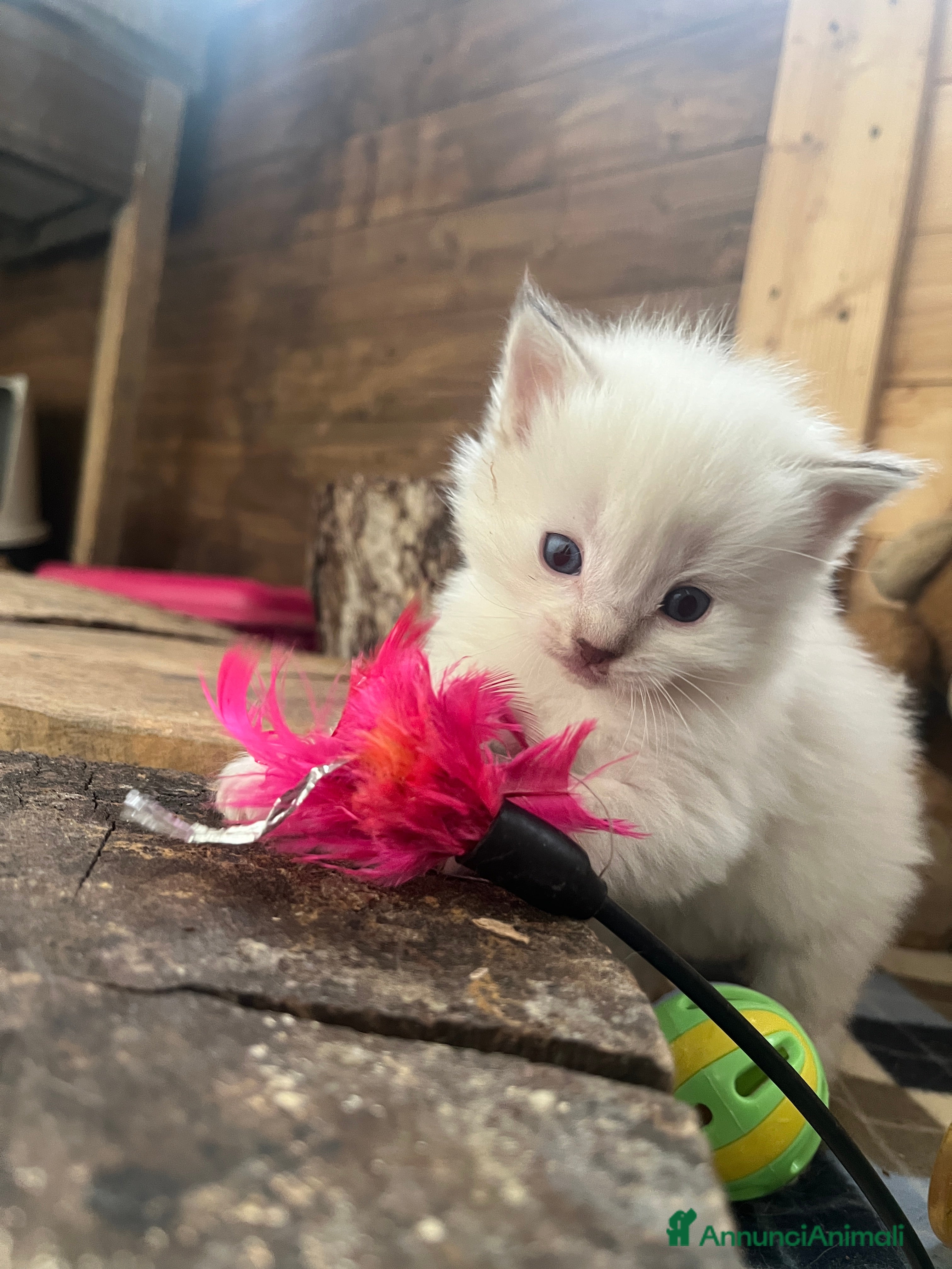 Ragdoll gatti Ragdoll cucciolini - Annuncio 3