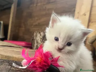 Ragdoll gatti Ragdoll cucciolini - Annuncio 3