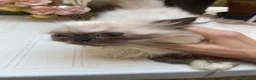 Persiano gatti in vendita: cucciola persiana color point himalaiana - Annuncio 14