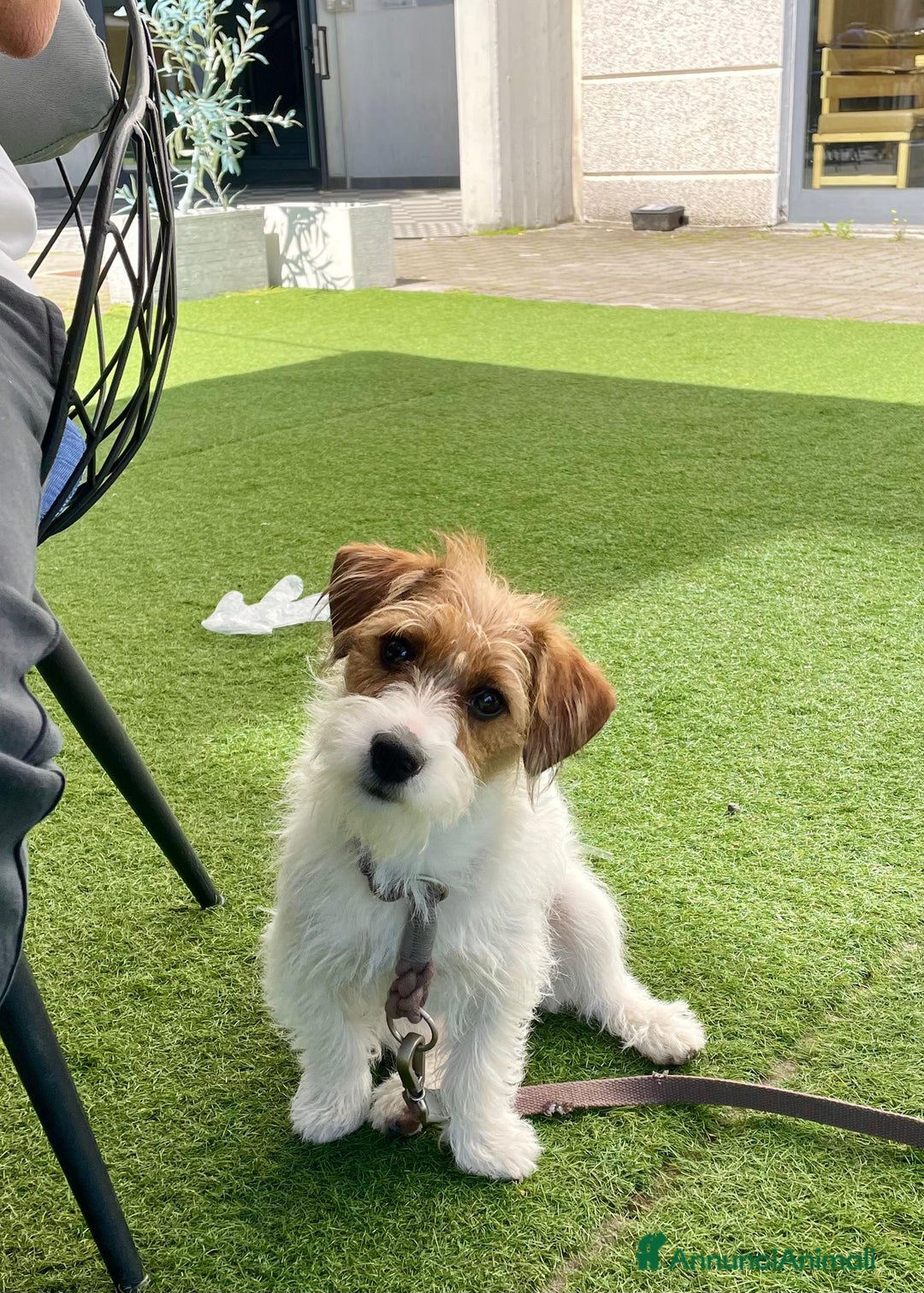 Jack Russell cani per accoppiamento: Jack Russel Terrier a pelo lungo ruvido per monta a Provincia di Reggio Emilia - Immagine 3