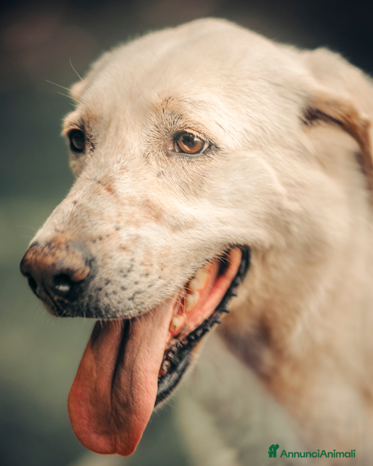 Labrador cani Easy, una labrador da adottare - Annuncio 1