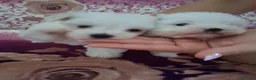 Maltese cani in vendita: Cucciole Maltese - Annuncio 9