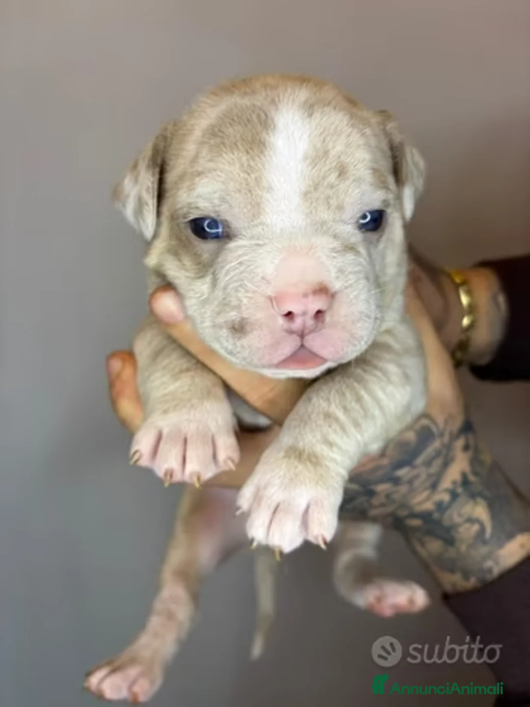 American Bully cani in vendita: American Bully Pocket Merle - Annuncio 1