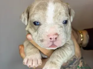 American Bully cani American Bully Pocket Merle - Annuncio 3