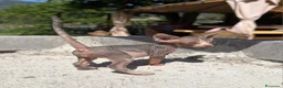 Sphynx gatti in vendita: Cuccioli sphynx - Annuncio 5