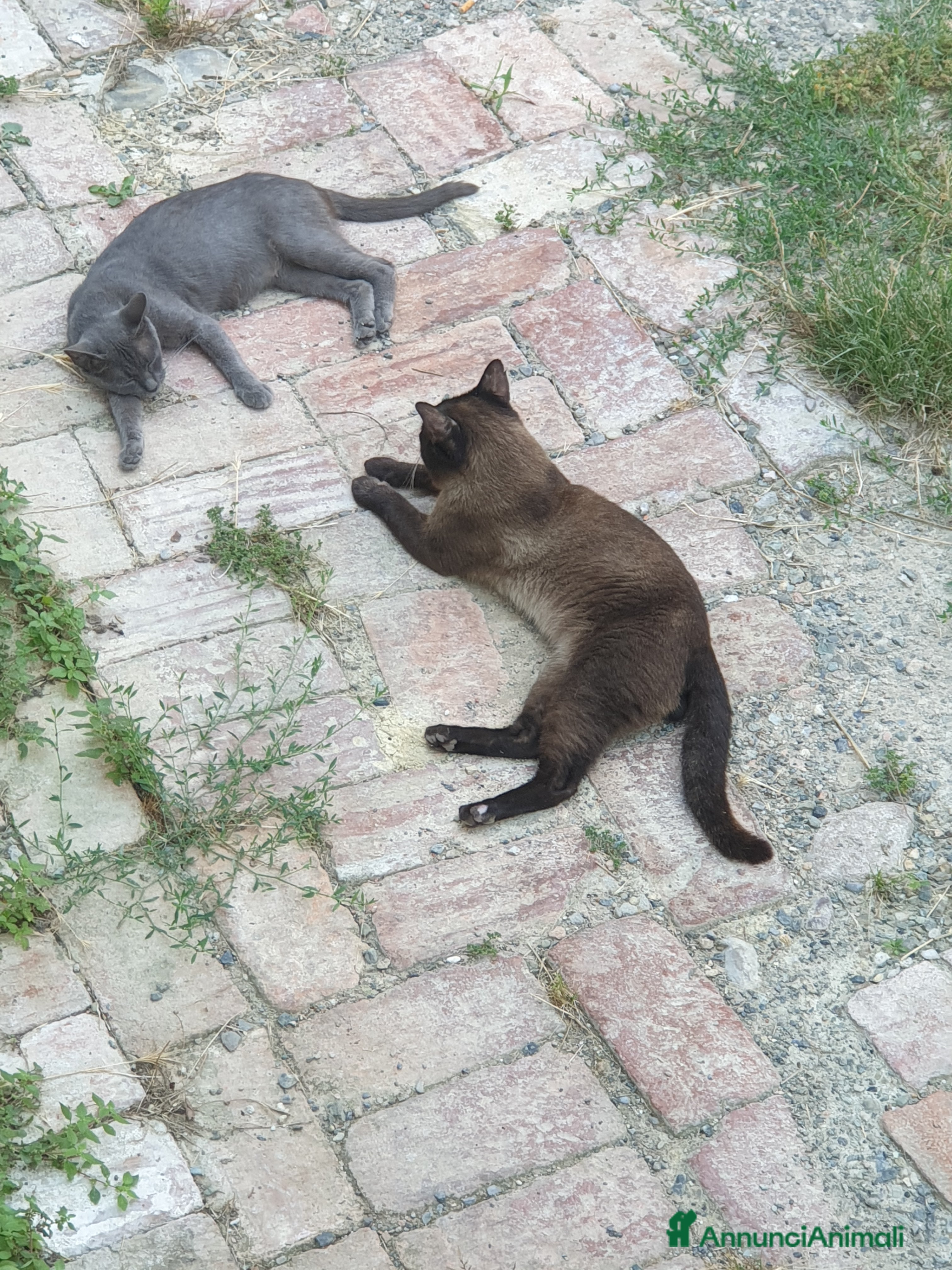 Europeo gatti Gattine - Annuncio 1