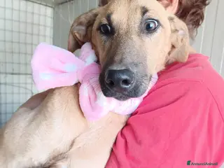 Meticcio cani LA TIMIDA ALBICOCCA a Città metropolitana di Roma Capitale - Annuncio 11