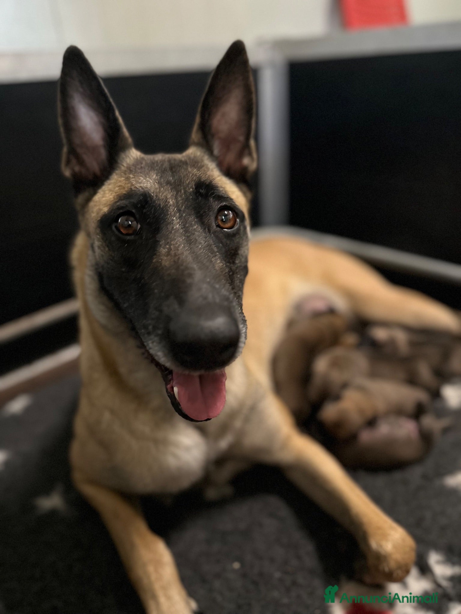 Pastore Belga cani in vendita: Cucciolo pastore belga malinois  - Annuncio 1