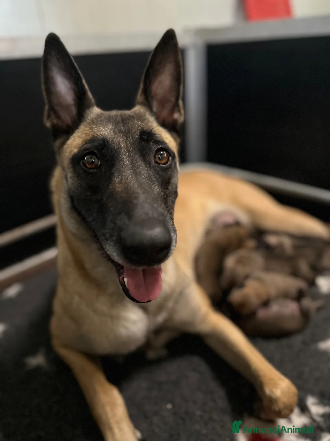 Pastore Belga cani in vendita: Cucciolo pastore belga malinois  - Annuncio 1