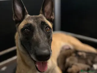 Pastore Belga cani Cucciolo pastore belga malinois - Annuncio 28