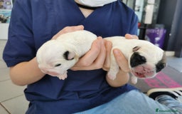 Bulldog cani in vendita: cuccioli di Bulldog inglese a Provincia di Brescia - Immagine 7