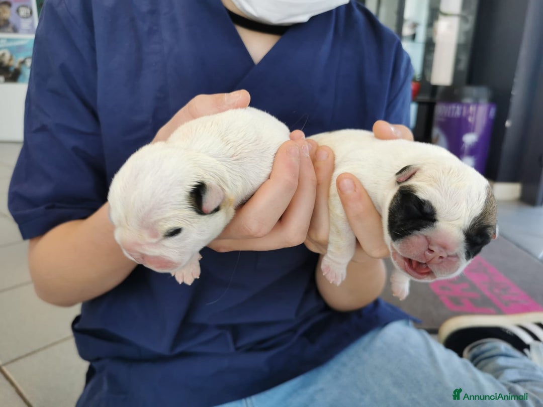 Bulldog cani in vendita: cuccioli di Bulldog inglese a Provincia di Brescia - Immagine 7
