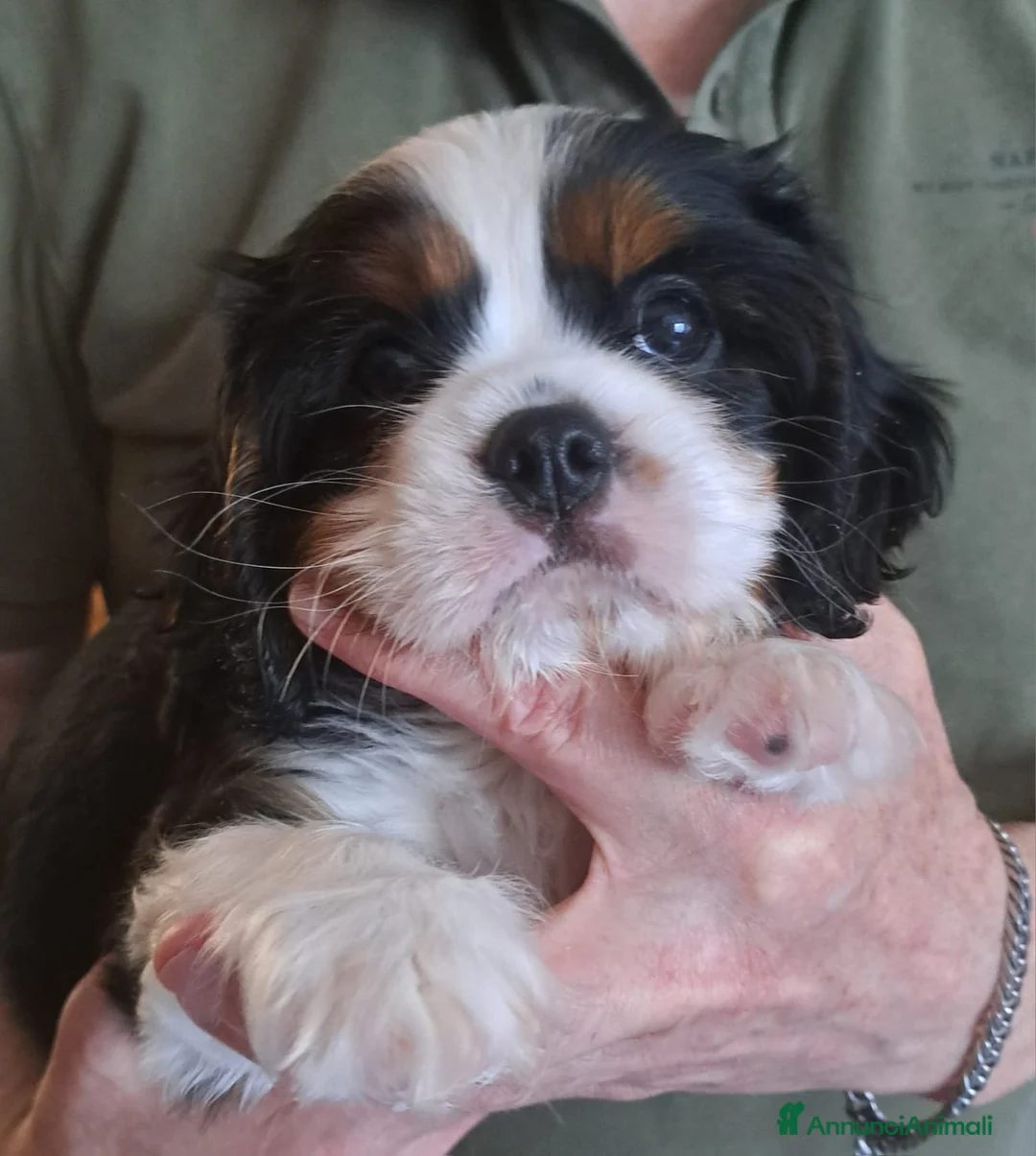Cavalier King cani in vendita: Ciccioli di Cavalier King Charles Spaniel - Annuncio 2