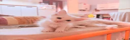 Angora turco gatti in vendita: Splendidi cuccioli di Angora turco - Annuncio 9