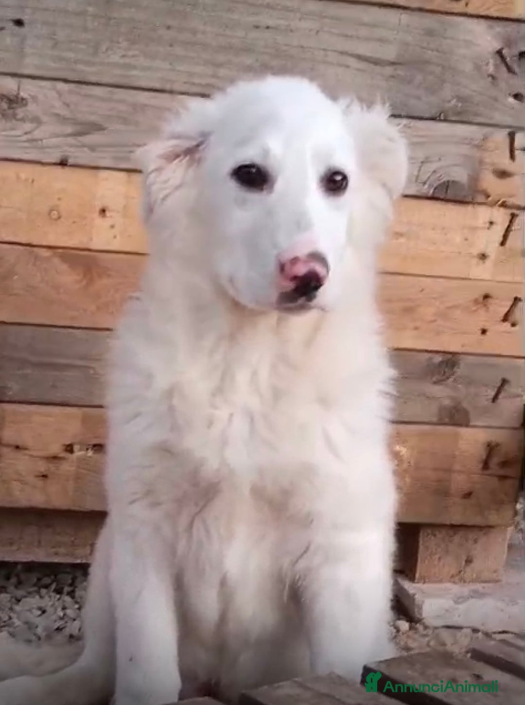 Meticcio cani in regalo: Cucciolo derivato Maremmano 3 mesi 1/2 - Annuncio 2