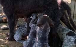 Drahthaar cani in vendita: Cuccioli di Drahthaar  a Provincia di Pordenone - Immagine 19