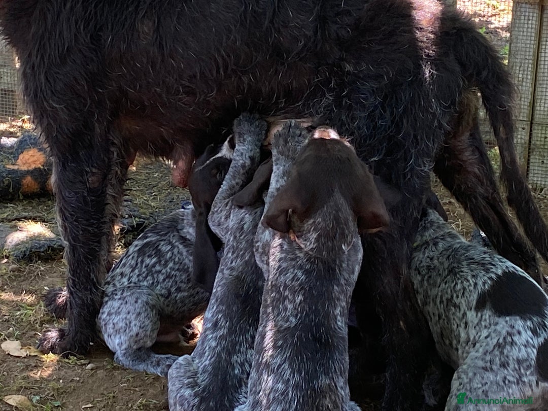 Drahthaar cani in vendita: Cuccioli di Drahthaar  a Provincia di Pordenone - Immagine 19