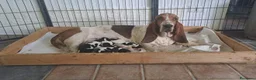 Bassethound cani in vendita: Cuccioli bassethound  - Annuncio 11