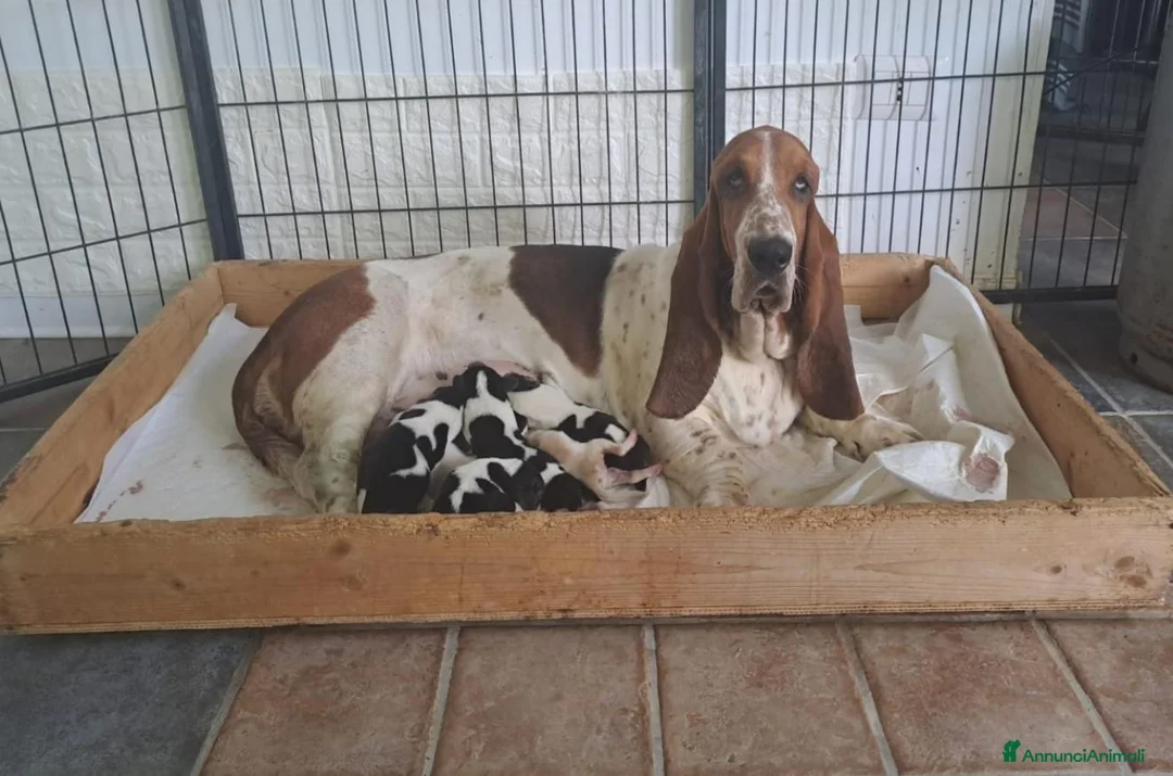 Bassethound cani in vendita: Cuccioli bassethound  - Annuncio 11