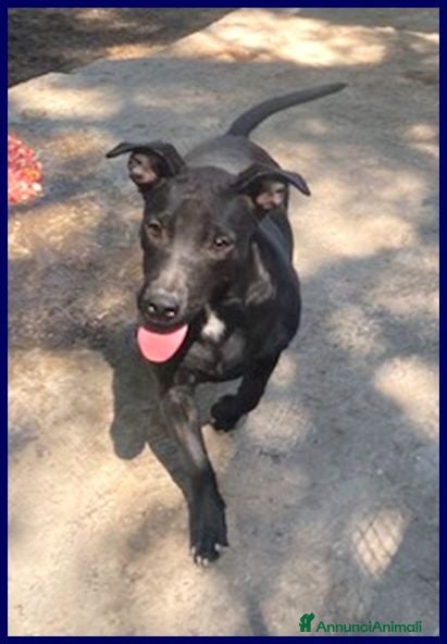 Meticcio cani ZEUDI adorabile! tg contenuta - Annuncio 19