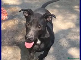 Meticcio cani ZEUDI adorabile! tg contenuta - Annuncio 19