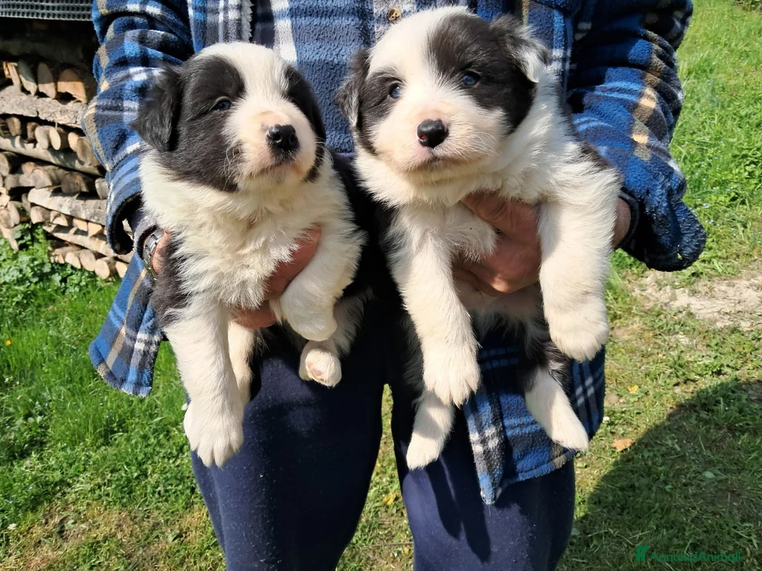 Border Collie cani in vendita: border collie con pedigree - Annuncio 3