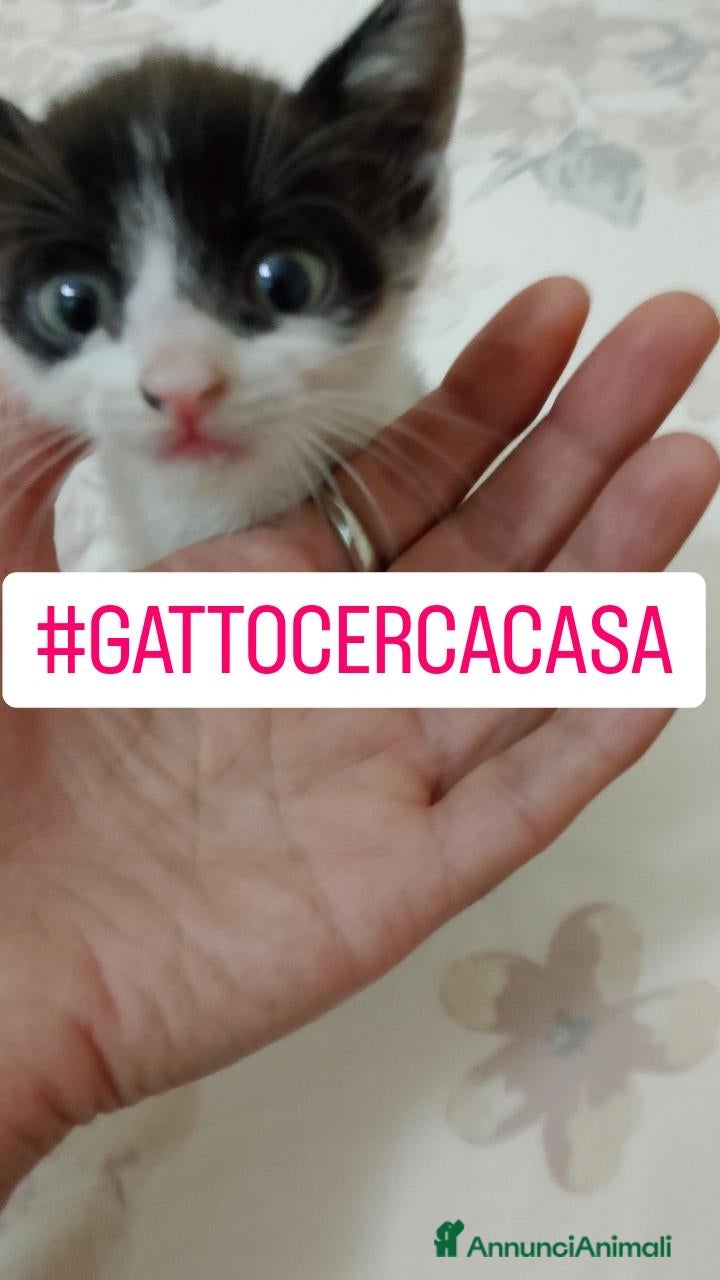 Meticcio gatti Regalo  - Annuncio 4