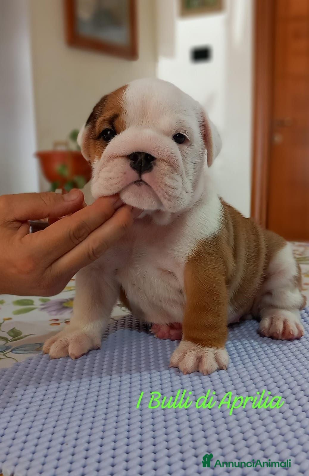 Bulldog cani BULLDOG INGLESE  - Annuncio 1