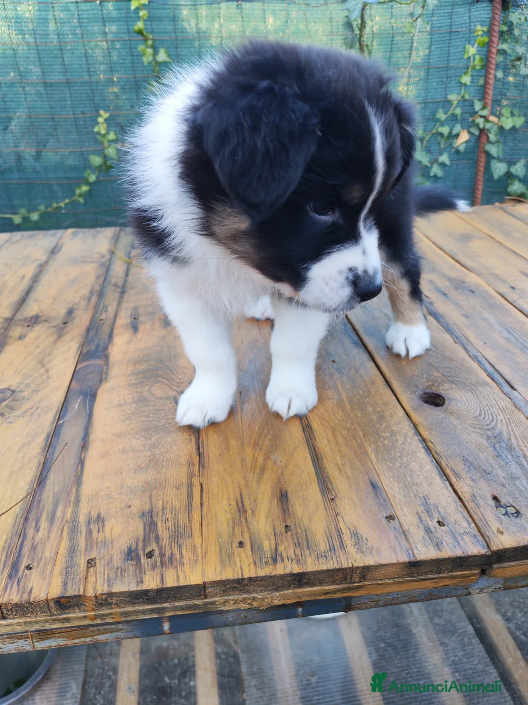 Australian Shepherd cani in vendita: Amorevoi Cuccioli Pastore Australiano (Aussi) - Annuncio 12