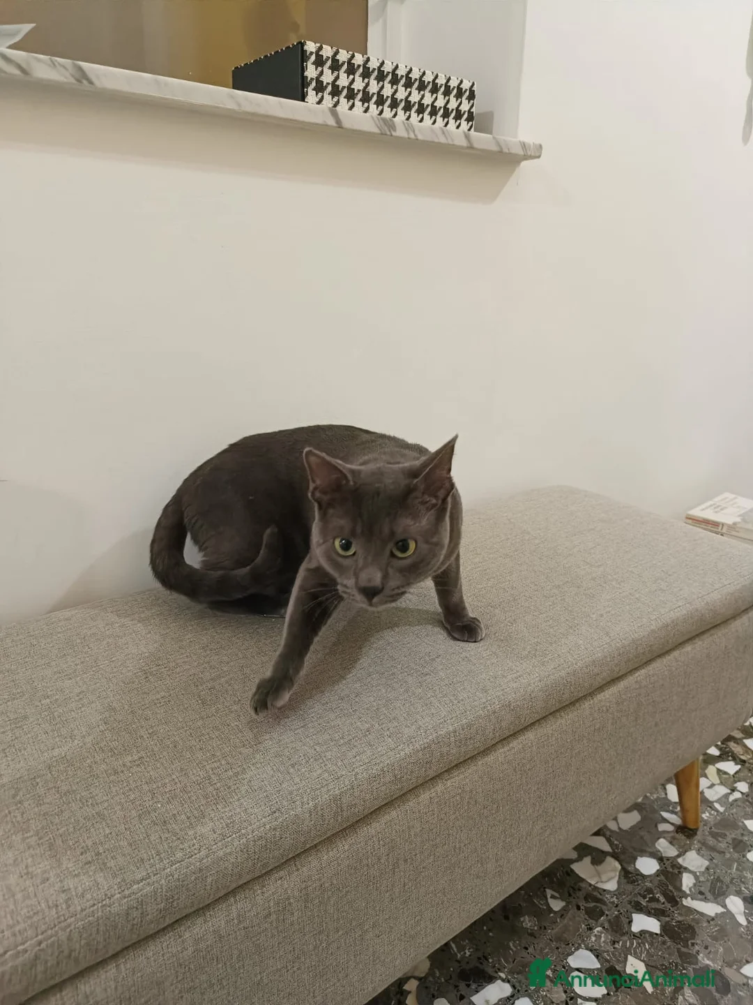 Meticcio gatti in regalo: Mayo  - Annuncio 2