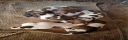 Jack Russell cani in vendita: Jack Russel a Libero consorzio comunale di Siracusa - Annuncio 3