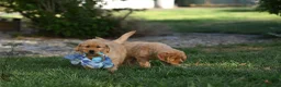 Golden Retriever cani in vendita: Allevamento professionale  cucciolata inglese - Annuncio 8