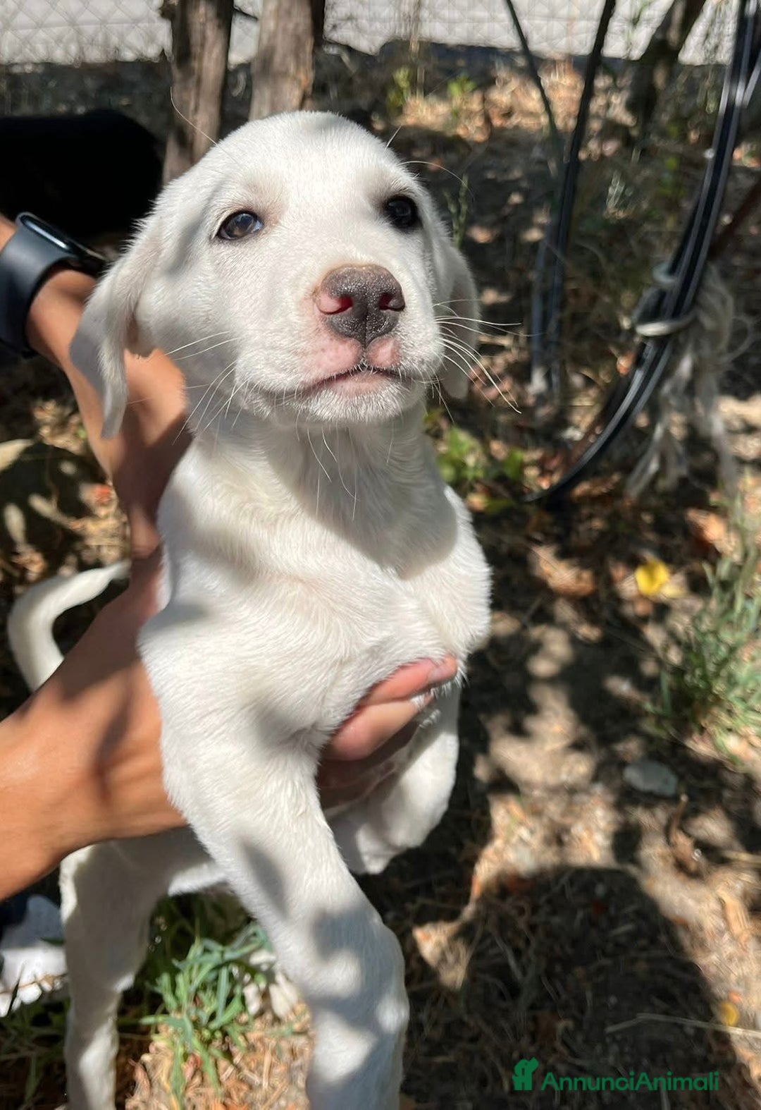 Meticcio cani in regalo: Rocky chiuso in un box a soli 2 mesi - Annuncio 2