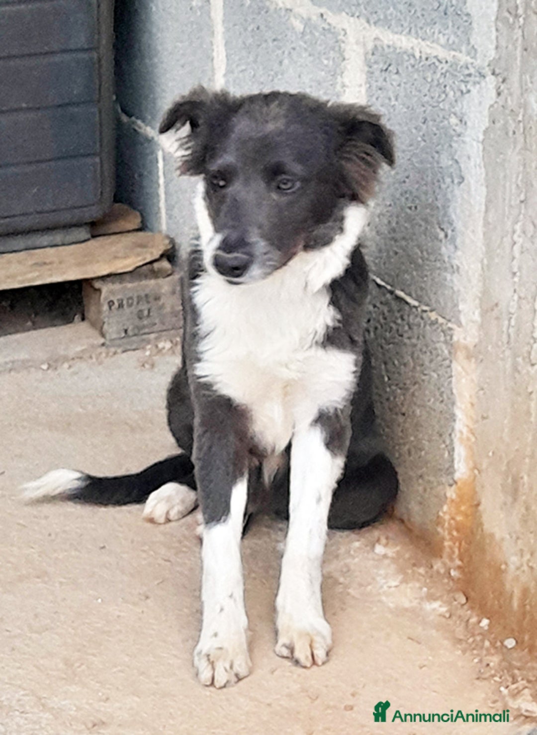 Meticcio cani in regalo: Dylan cucciolo in adozione - Annuncio 7